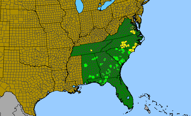 The range of Solidago gracillima